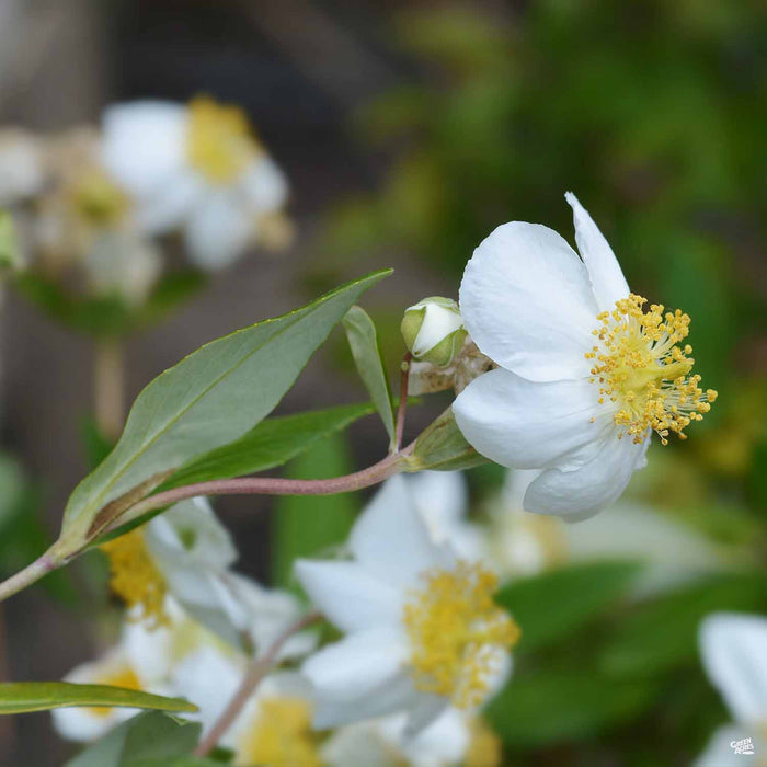 California Bush Anemone 'Elizabeth'