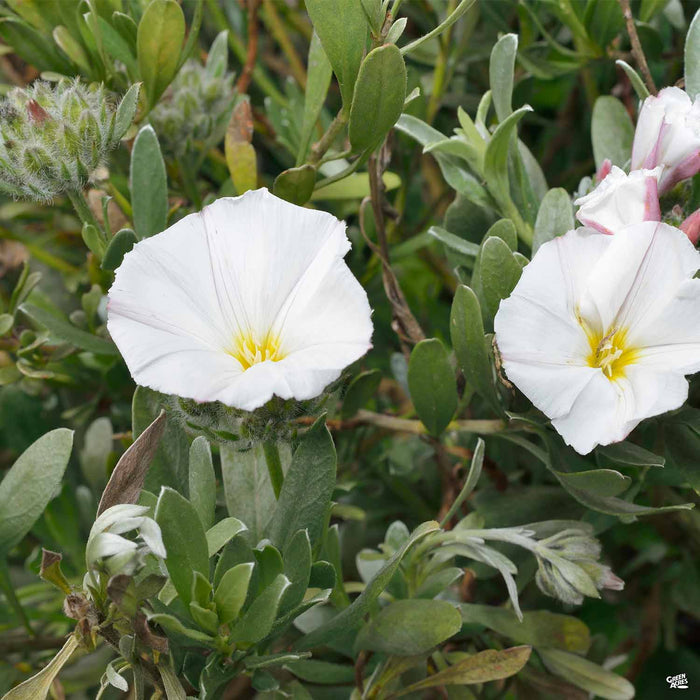 Bush Morning Glory