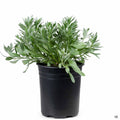 Bush Morning Glory 1 gallon