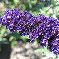 Butterfly Bush 'Black Knight'