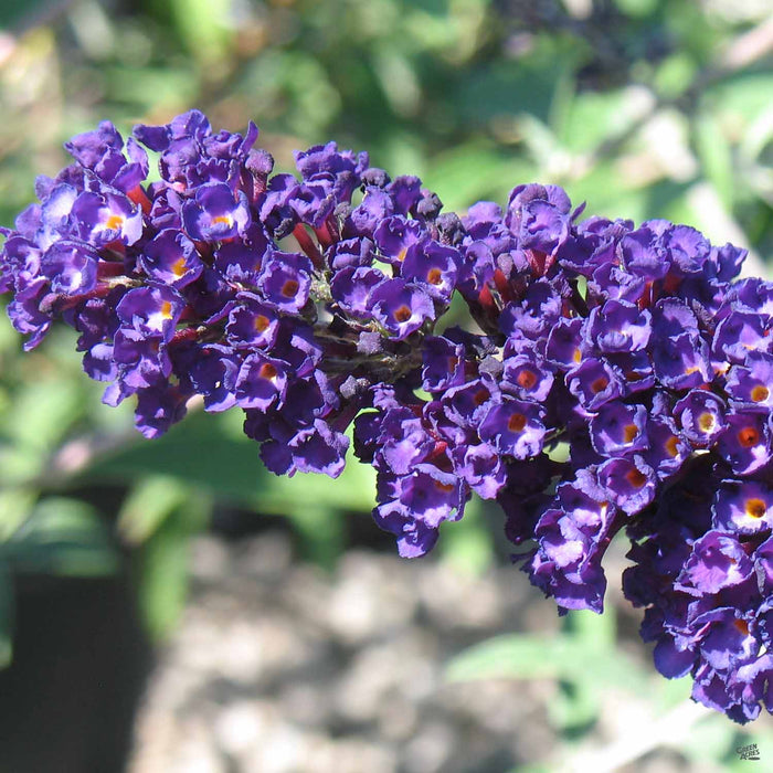 Butterfly Bush 'Black Knight'