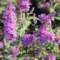 Butterfly Bush 'Buzz' Lavender