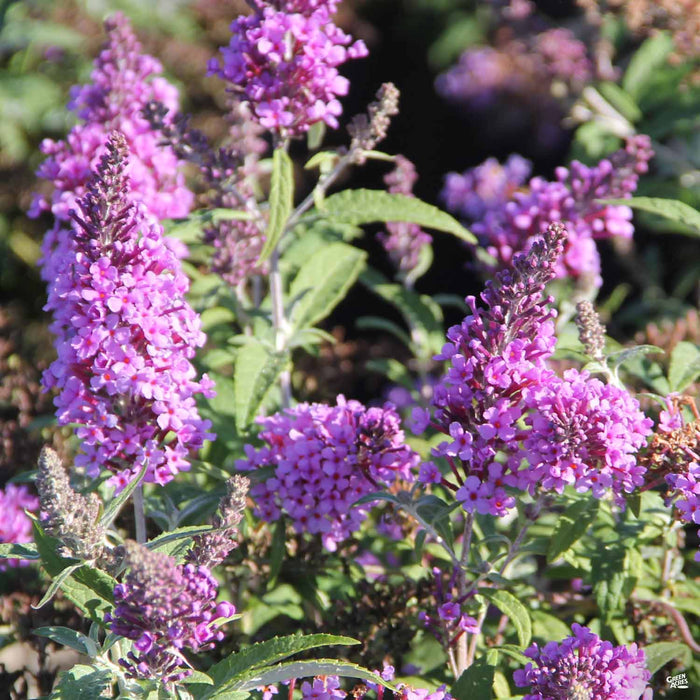 Butterfly Bush 'Buzz' Lavender