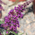 Butterfly Bush 'Buzz' Magenta