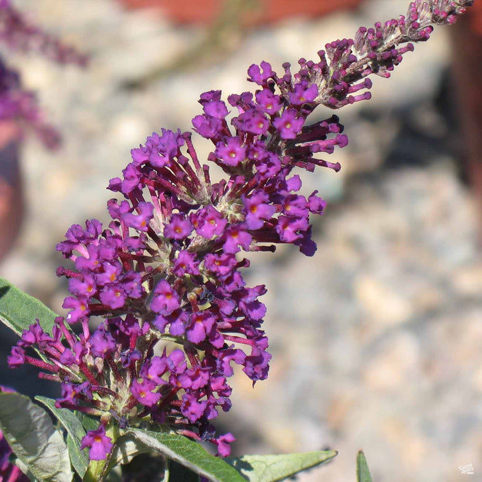 Butterfly Bush 'Buzz' Magenta