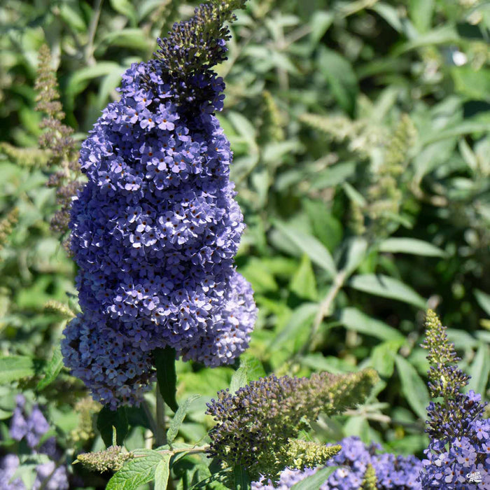 Butterfly Bush 'Buzz' Sky Blue