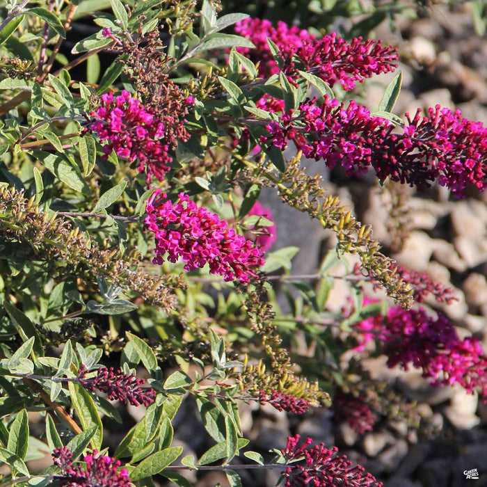 Butterfly Bush 'Buzz' Velvet