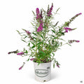 Butterfly Bush 'Buzz' Velvet 2 gallon Matsuda's