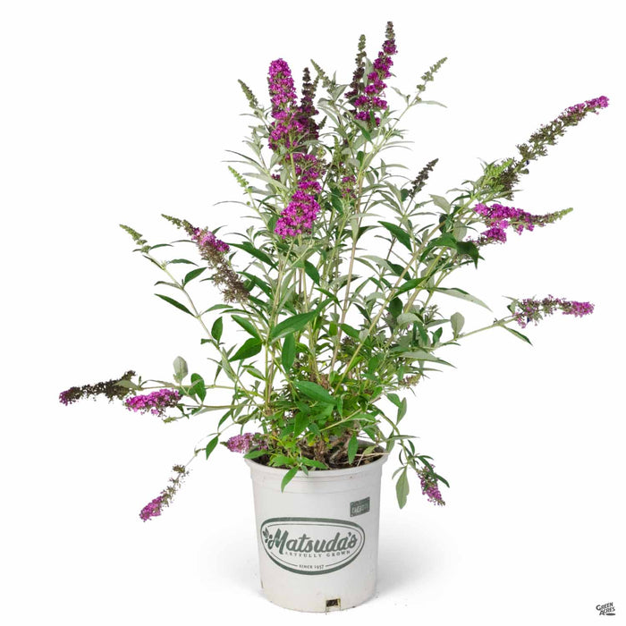 Butterfly Bush 'Buzz' Velvet 2 gallon Matsuda's