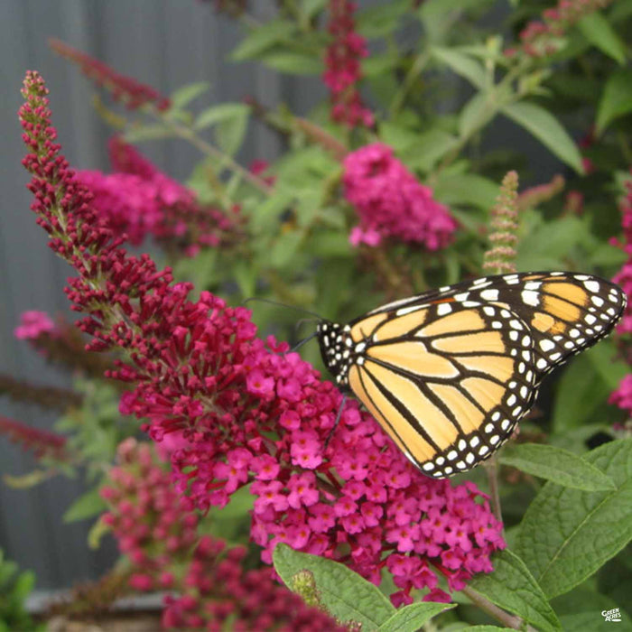 Butterfly Bush 'Miss Molly'