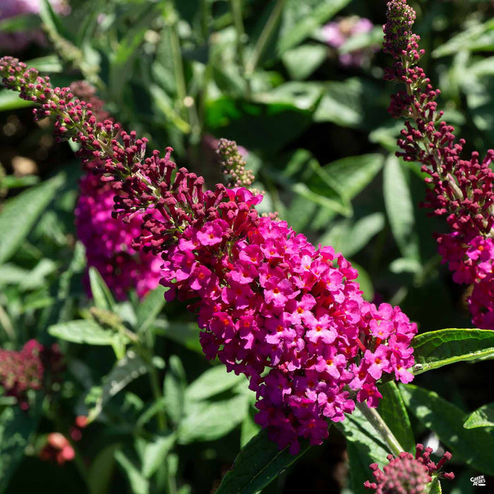 Butterfly Bush 'Miss Molly'