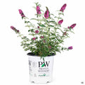 Butterfly Bush 'Miss Molly' 02T Proven Winners