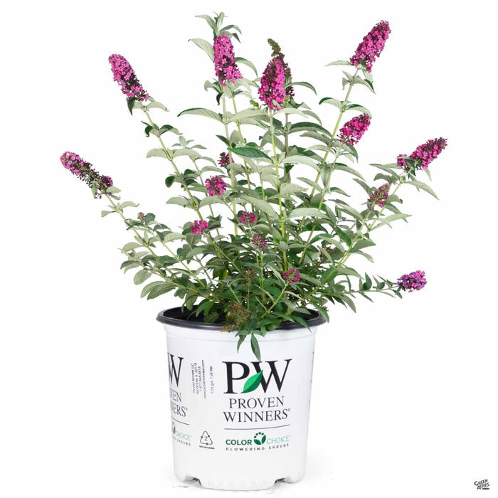 Butterfly Bush 'Miss Molly' 02T Proven Winners