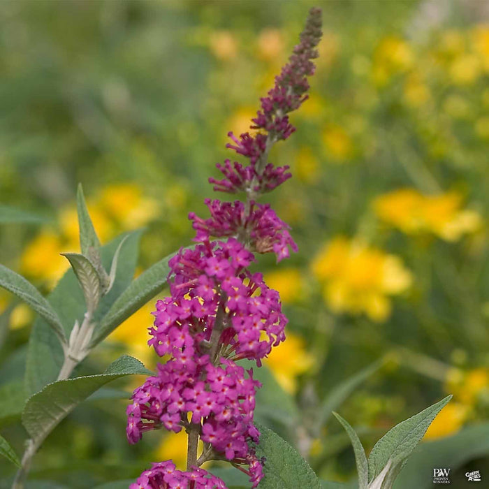 Butterfly Bush Miss Ruby