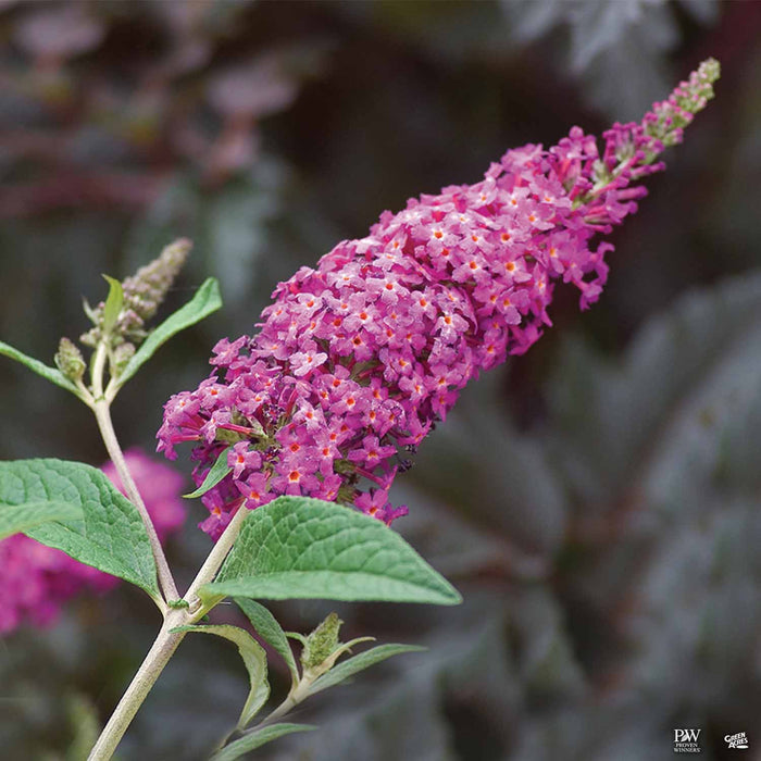 Butterfly Bush Miss Ruby