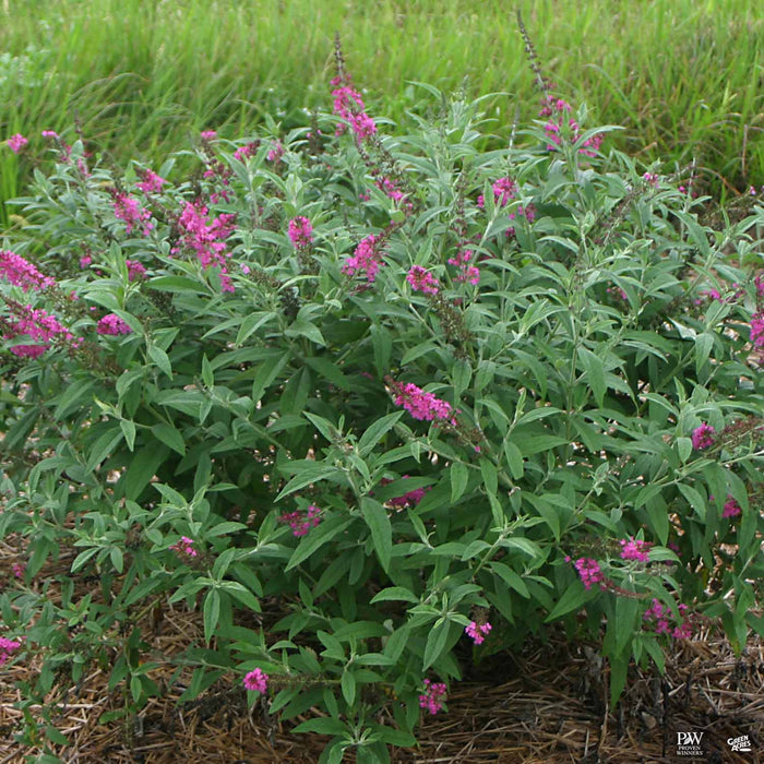 Butterfly Bush Miss Ruby