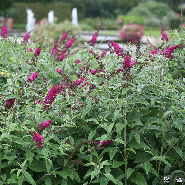 Butterfly Bush Miss Ruby