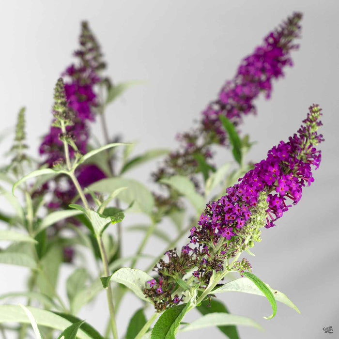 Butterfly Bush Miss Ruby