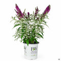 Butterfly Bush Miss Ruby 02T Proven Winners