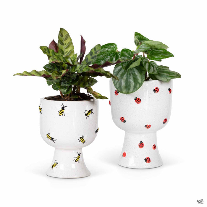 Accent Décor Buzzy Compote Planters