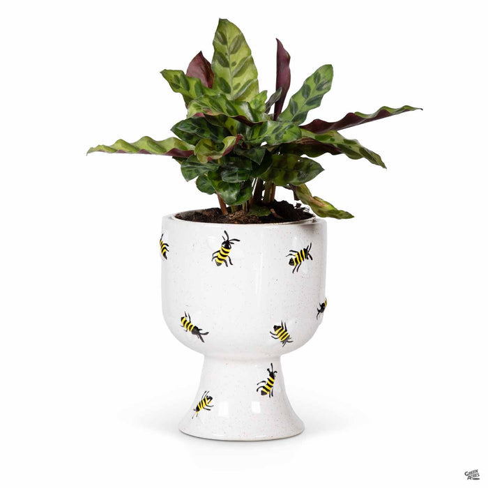 Accent Décor Buzzy Compote Planter with Bee Design 4.75 inch