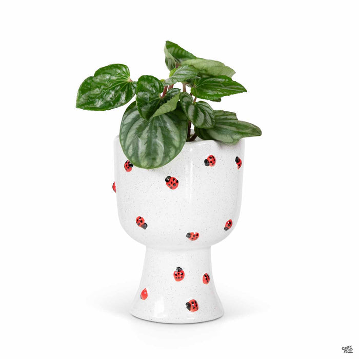 Accent Décor Buzzy Compote Planter with Ladybug Design 5.55 inch