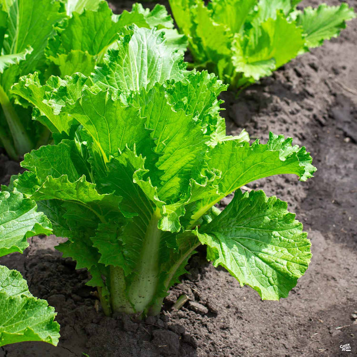Napa Cabbage plant
