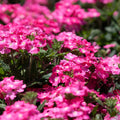 Cadet Pink Verbena