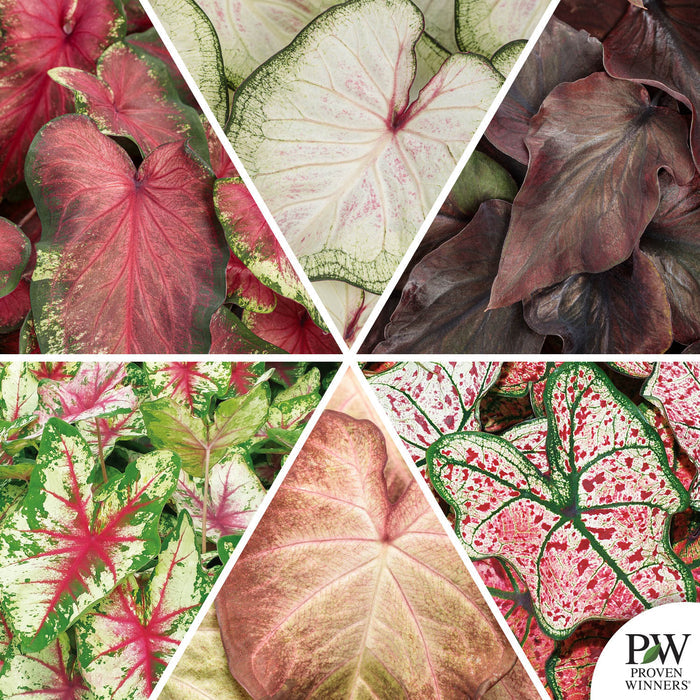 Heart to Heart Caladium