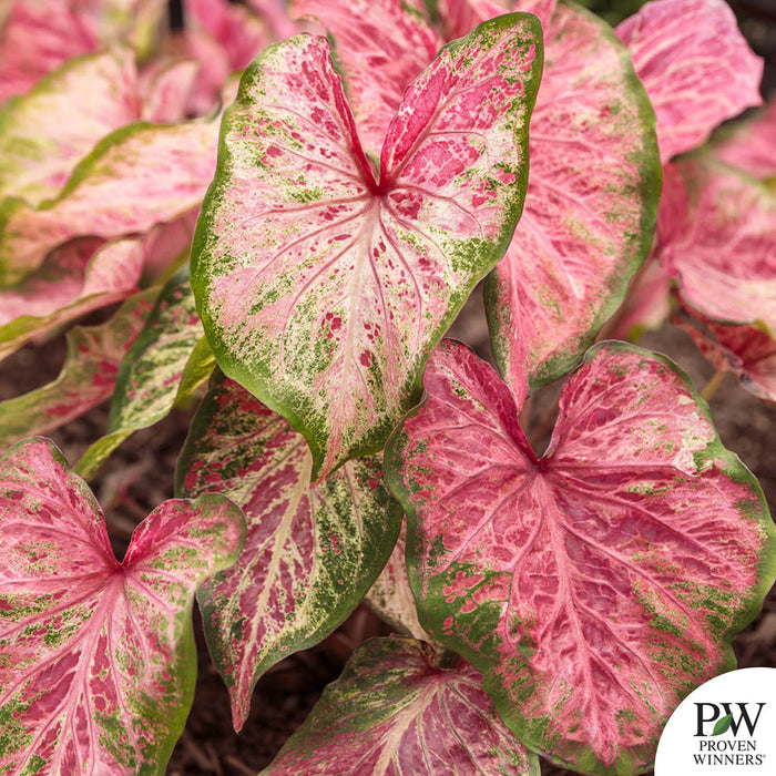Heart to Heart Caladium Blushing Bride