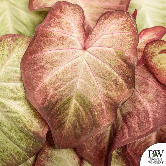 Heart to Heart Caladium Crème Brulee