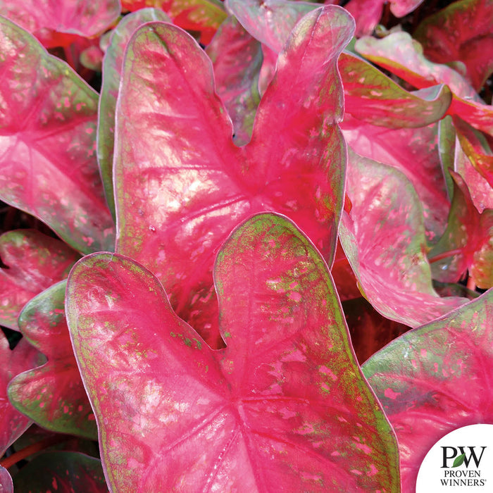 Heart to Heart Caladium Fast Flash
