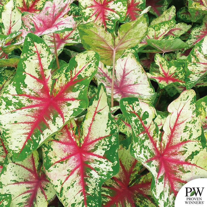 Heart to Heart Caladium Flatter Me