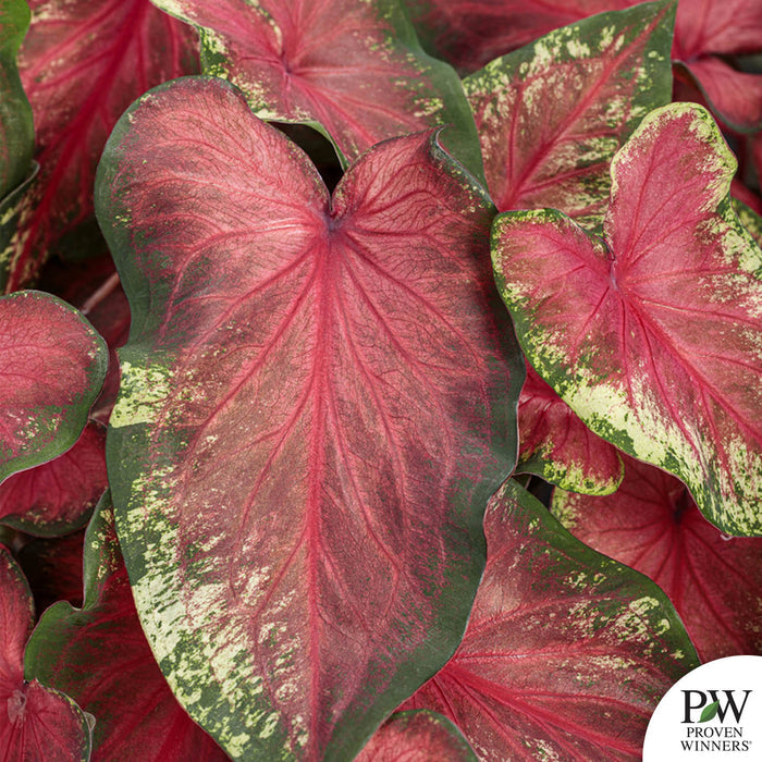 Heart to Heart Caladium Hearts Delight