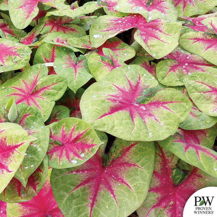 Heart to Heart Caladium Lemon Blush