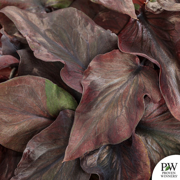 Heart to Heart Caladium Midnight Oil