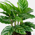 Calathea 'Freddie'