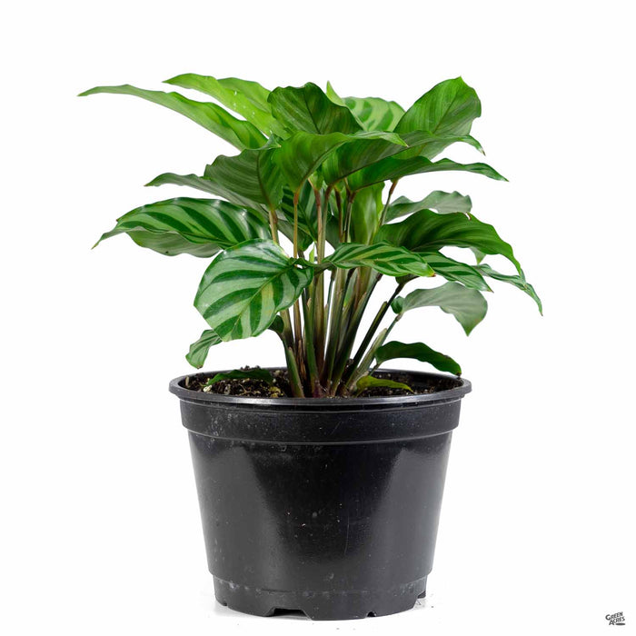Calathea 'Freddie' 6 inch