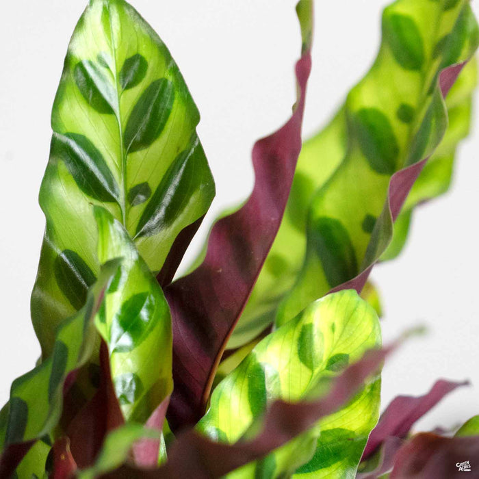 Calathea 'Lancifolia'