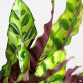 Calathea 'Lancifolia'