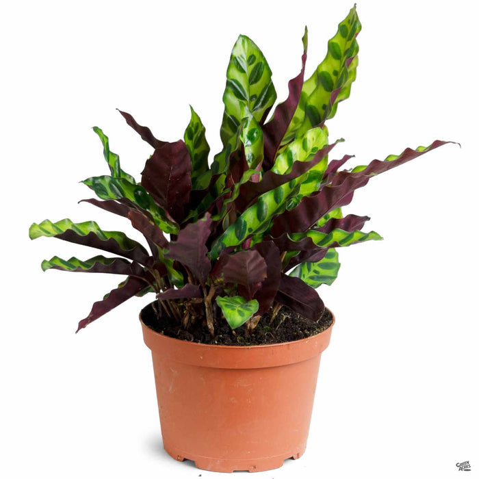 Calathea 'Lancifolia' 6 inch