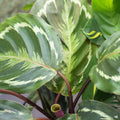 Calathea 'Medallion'