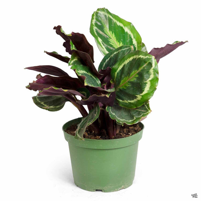 Calathea 'Medallion' 6 inch