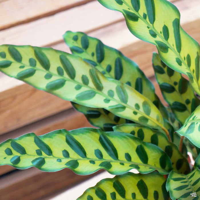 Calathea Lancifolia