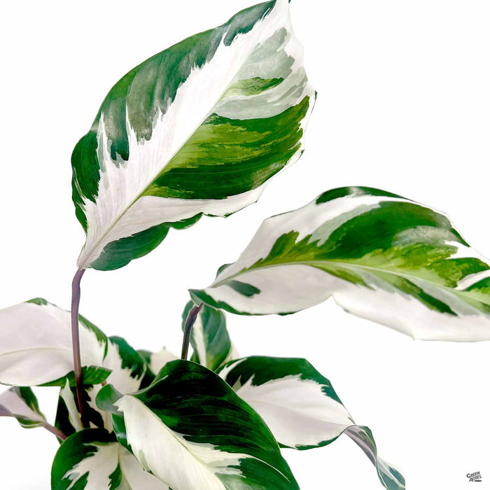 Calathea Stella