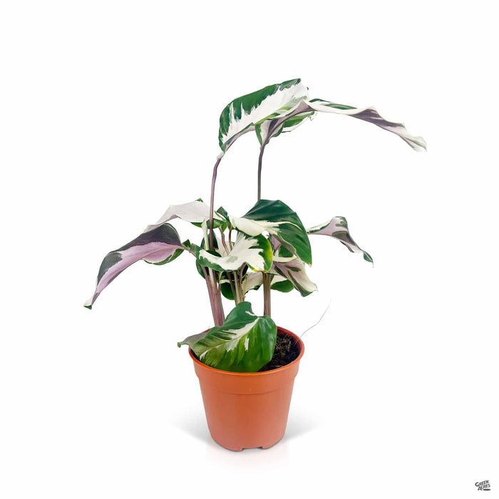 Calathea Stella 4 inch