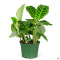 Calathea 'Zebrina' 6 inch