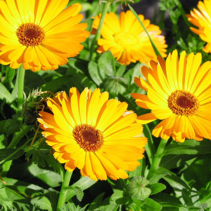 Calendula, Yellow