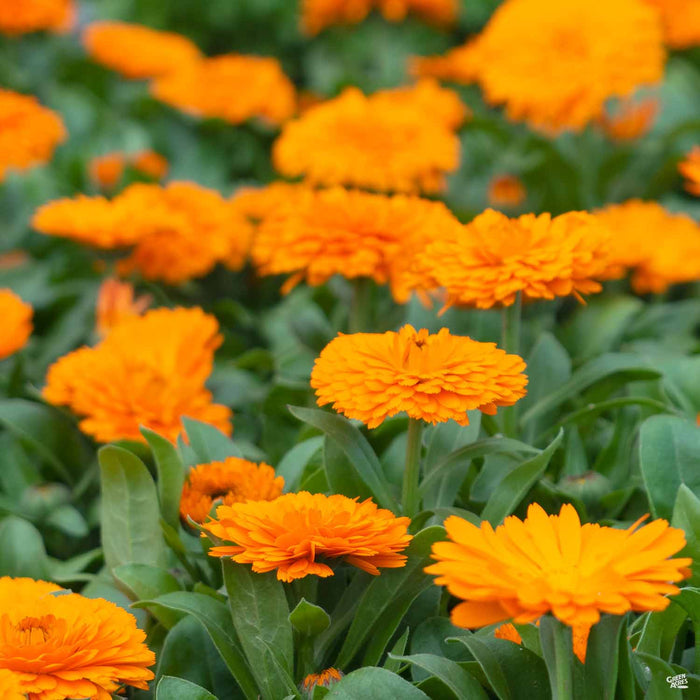 Calendula Orange