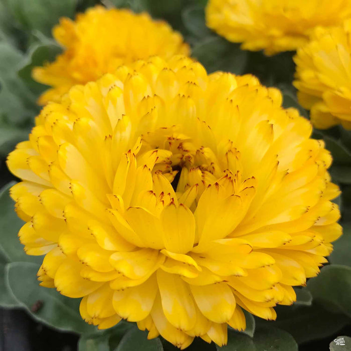 Calendula